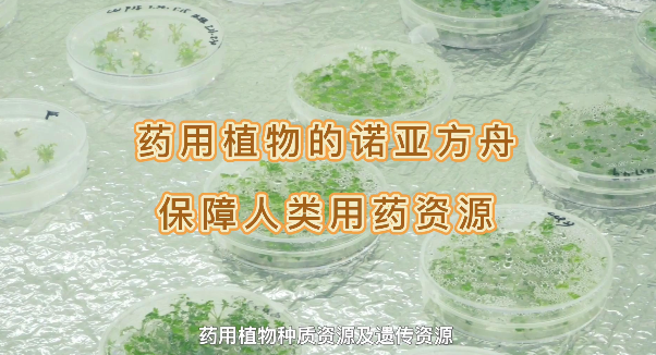 药用植物的诺亚方舟，，，，，，保险人类药用资源