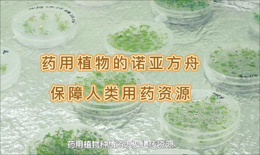 它是药用植物的诺亚方舟，，，，，，，，即便面对“天灾人祸”，，，，，，，，也不怕药没了