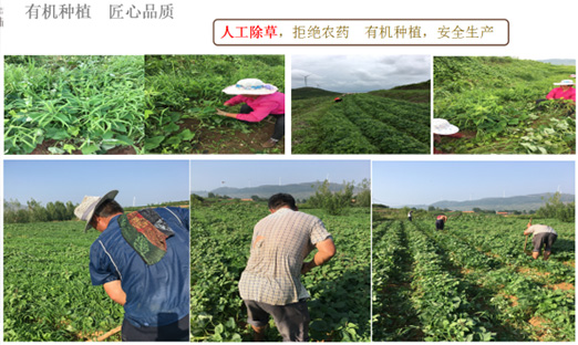 贺山东米乐集团乐泉农业科技有限公司红薯基地荣获“山东省巾帼现代农业科技示范基地